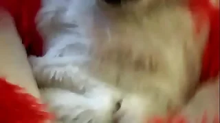 furry